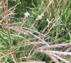 Andropogon lateralis