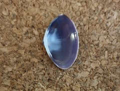 Mactra pusilla