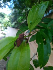 Melucha quadrivittis