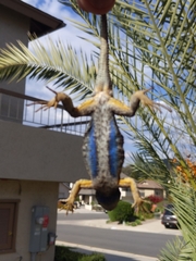 Sceloporus occidentalis