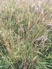 Andropogon lateralis