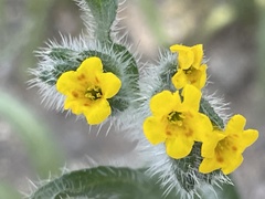 Amsinckia tessellata