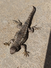 Sceloporus occidentalis