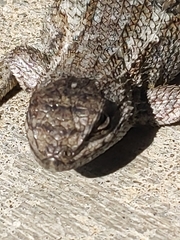 Sceloporus occidentalis