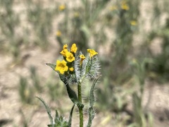 Amsinckia tessellata