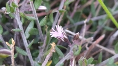 Polygala rupestris