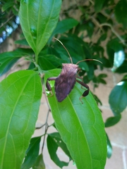 Melucha quadrivittis