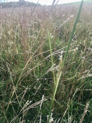 Andropogon lateralis