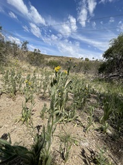 Amsinckia tessellata