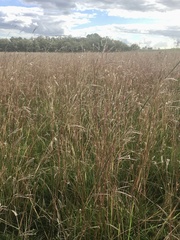 Andropogon lateralis