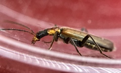 Podabrus cavicollis