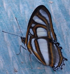 Metamorpha elissa