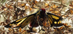 Metardaris cosinga