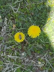 Apis mellifera