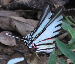 Neographium agesilaus
