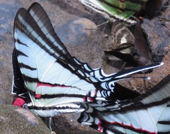 Neographium agesilaus