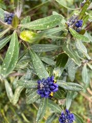 Monnina crassifolia