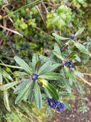 Monnina crassifolia