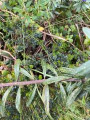Monnina crassifolia