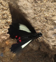 Parides vertumnus