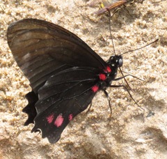 Parides vertumnus
