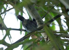 Cymbilaimus sanctaemariae