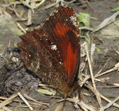 Pedaliodes hewitsoni