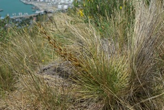 Aciphylla subflabellata