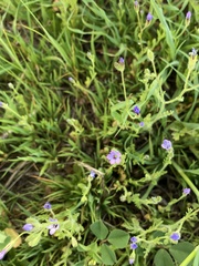 Gilia nevinii
