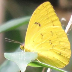 Phoebis philea