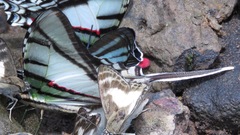 Protesilaus telesilaus