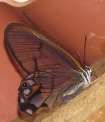 Pseudohaetera hypaesia