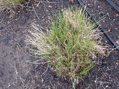 Carex unilateralis