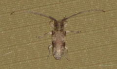 Prosopocera