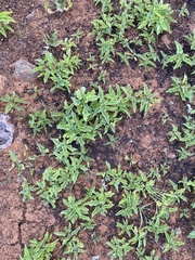 Calystegia macrostegia amplissima