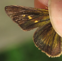 Quasimellana pandora