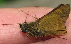 Quasimellana pandora