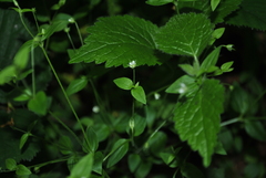 Moehringia trinervia
