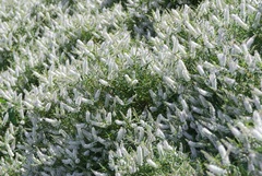 Veronica strictissima
