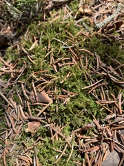 Eurhynchiastrum pulchellum