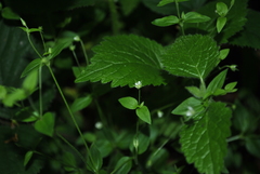 Moehringia trinervia
