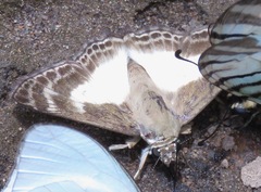 Sophista aristoteles