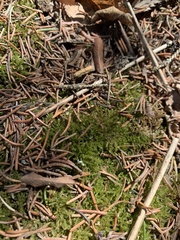 Eurhynchiastrum pulchellum