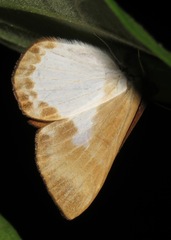 Zelotaea grandis