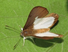 Zelotaea grandis
