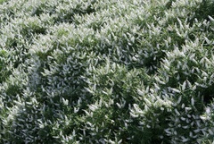 Veronica strictissima