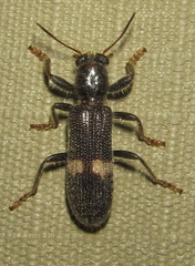 Phloiocopus