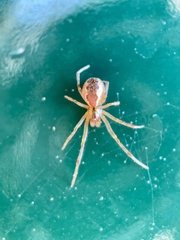 Anelosimus studiosus