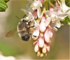 Anthophora pacifica