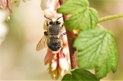 Anthophora pacifica